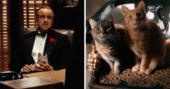 This X Page Tracks Every Cat In Cinema, Here Are 83 You Probably Didn’t Notice