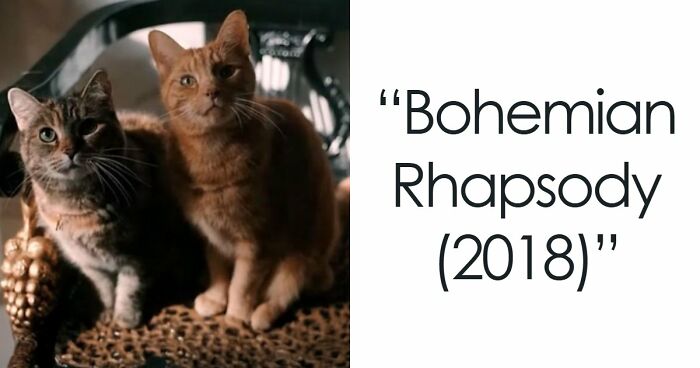 This X Page Tracks Every Cat In Cinema, Here Are 83 You Probably Didn’t Notice