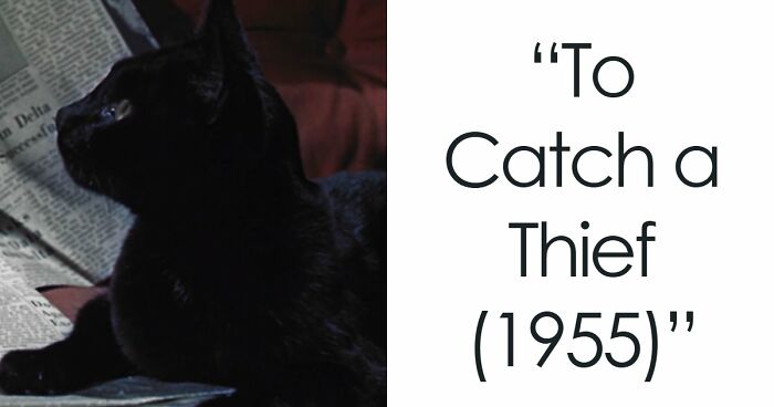 This X Page Tracks Every Cat In Cinema, Here Are 83 You Probably Didn’t Notice