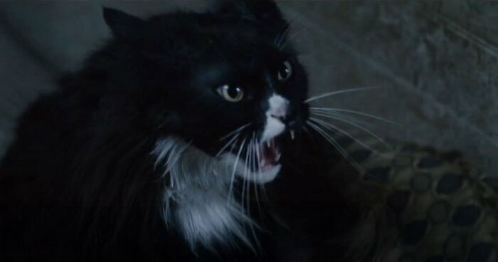 This X Page Tracks Every Cat In Cinema, Here Are 83 You Probably Didn’t Notice