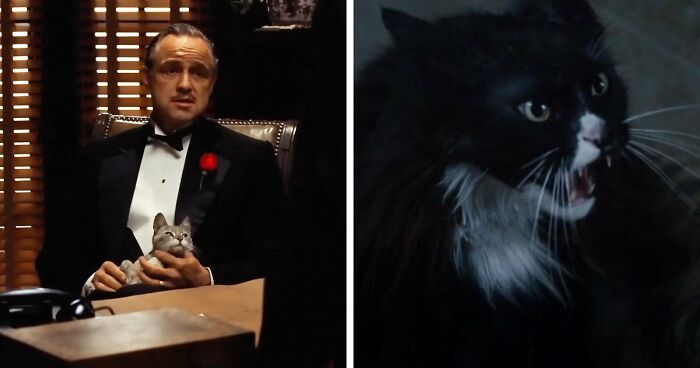 This X Page Tracks Every Cat In Cinema, Here Are 83 You Probably Didn’t Notice