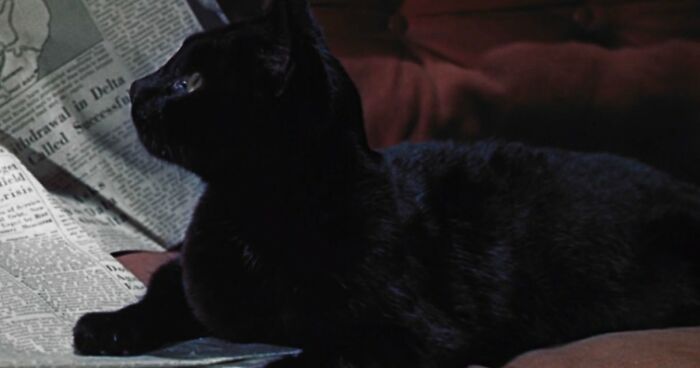 This X Page Tracks Every Cat In Cinema, Here Are 83 You Probably Didn’t Notice
