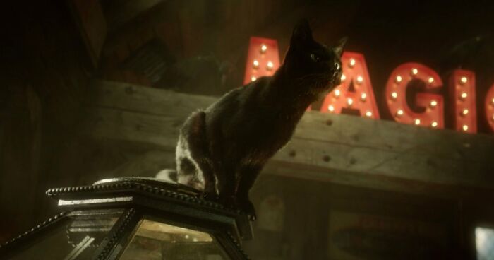 This X Page Tracks Every Cat In Cinema, Here Are 83 You Probably Didn’t Notice