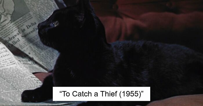 This X Page Tracks Every Cat In Cinema, Here Are 83 You Probably Didn’t Notice
