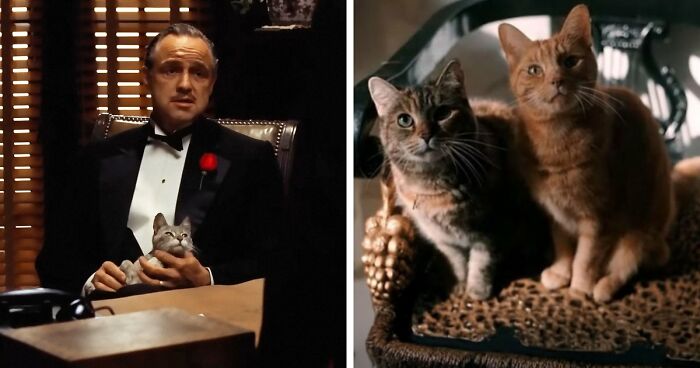 This X Page Tracks Every Cat In Cinema, Here Are 83 You Probably Didn’t Notice