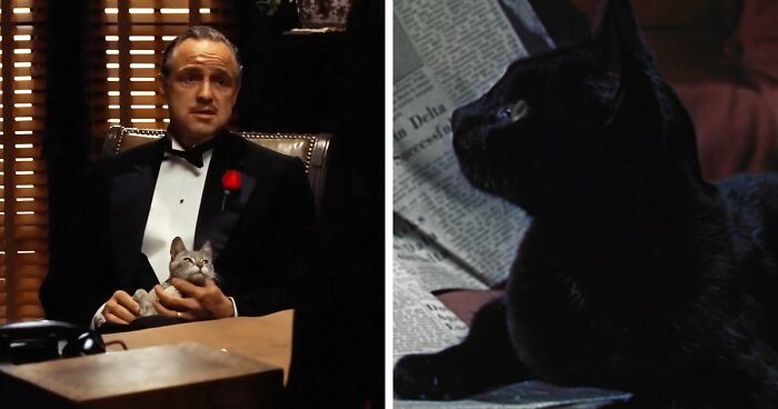 This X Page Tracks Every Cat In Cinema, Here Are 83 You Probably Didn’t Notice