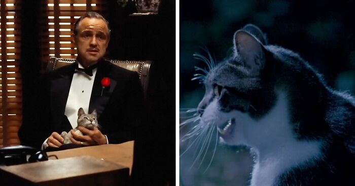 This X Page Tracks Every Cat In Cinema, Here Are 83 You Probably Didn’t Notice