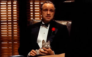 83 Unexpected Cat Cameos In Movies You Probably Missed The First Time