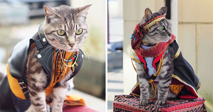 23 Handmade Costumes That This Guy Created For His Cats’ Cosplays (New Pics)