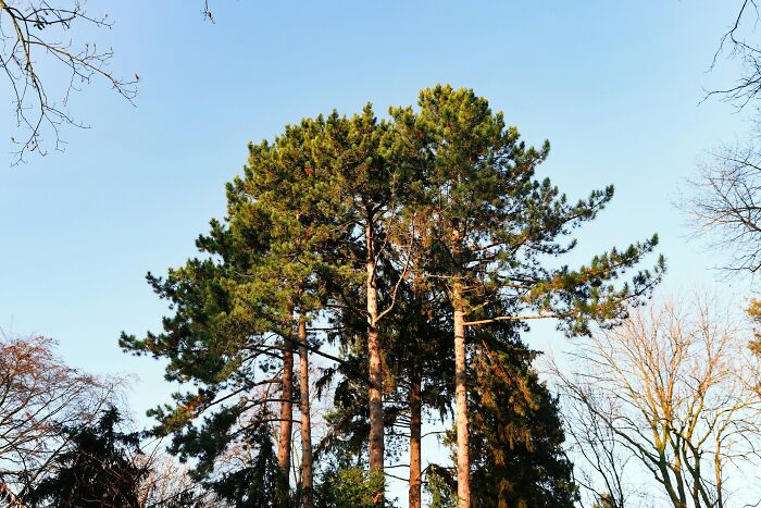 Tall pine trees under a clear blue sky illustrating childhood moments with no survival instincts in nature settings.