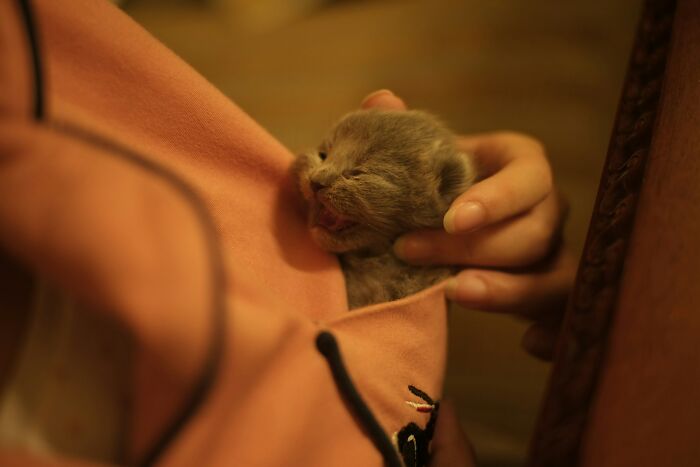 Tiny kitten being held gently in a person's hand inside a hoodie pocket, illustrating unusual items TSA has confiscated.