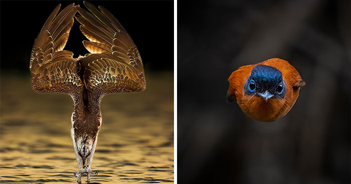 This Photographer Captured 52 Times Animals Showed Off Their Beauty And Power