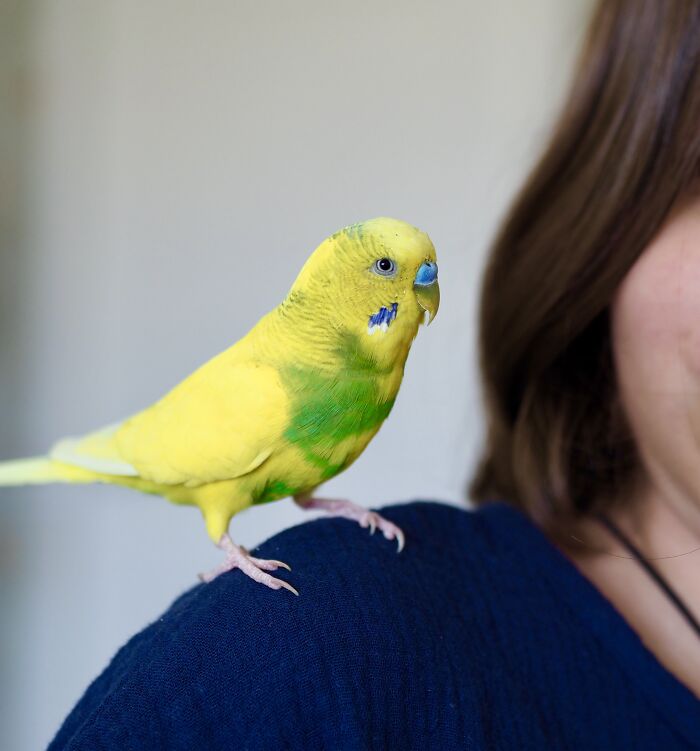 A yellow and green parakeet perches on a person's shoulder, showcasing pets acting suspiciously like humans.