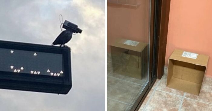 115 Misleading And Confusing Photos That Seem Like A Glitch In Real Life (New Pics)