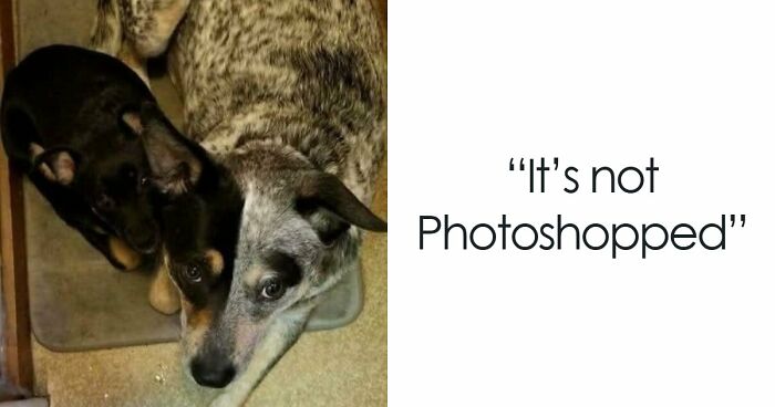 115 Misleading And Confusing Photos That Seem Like A Glitch In Real Life (New Pics)