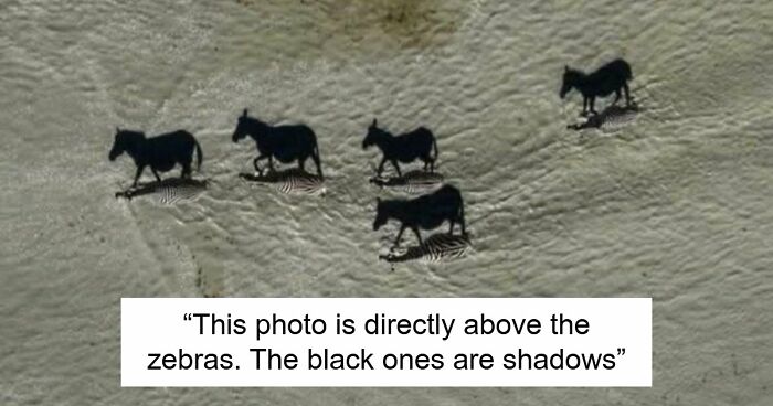 115 Misleading And Confusing Photos That Seem Like A Glitch In Real Life (New Pics)