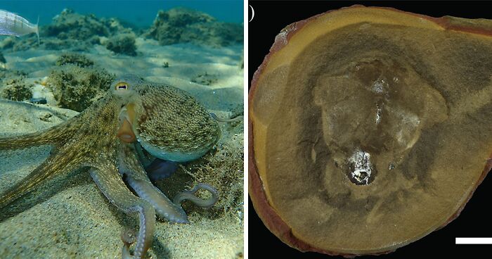 “A Mess Per Usual”: Sydney Sweeney’s ‘Euphoria’ Premiere Fashion Leaves The Internet Unimpressed