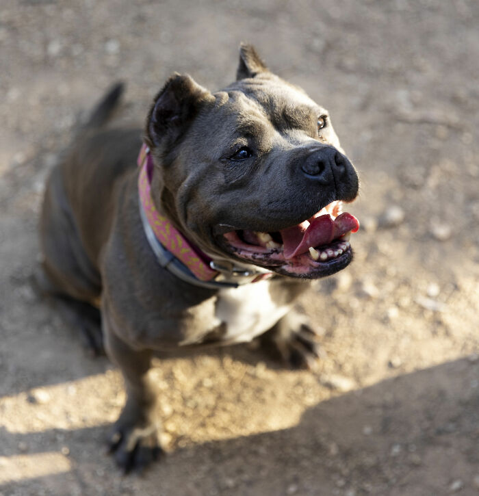 A happy blue pitbull sitting on dirt, looking up with its tongue out. Pets acting suspiciously like humans.