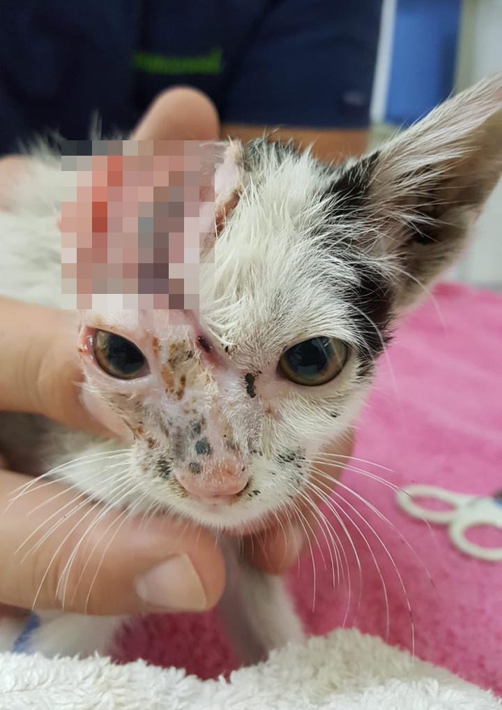 Gatinhos gravemente feridos encontrados nas ruas de Dubai fazem uma recuperação incrível com um veterinário atencioso