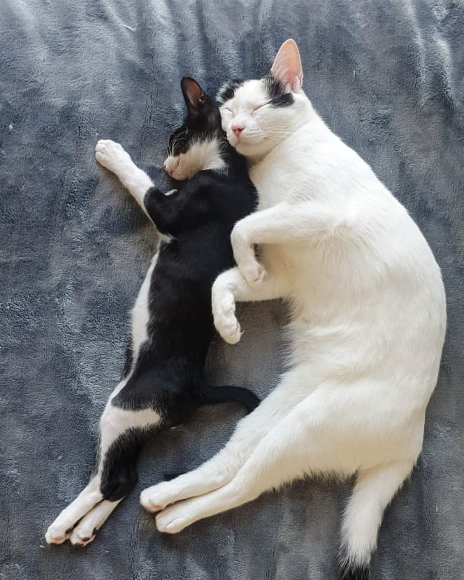 Gatinhos gravemente feridos encontrados nas ruas de Dubai fazem uma recuperação incrível com um veterinário atencioso