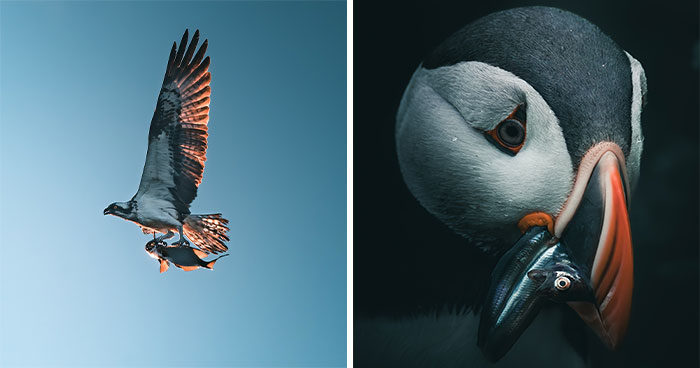 40 New Atmospheric Wildlife Photos By Magnus Berggren That Look Like Scenes From A Nordic Fairytale