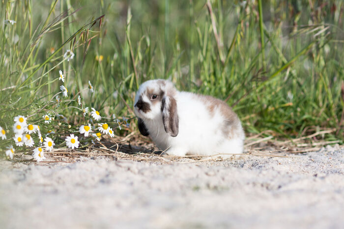 A small fluffy rabbit sitting near wildflowers outdoors, capturing a serene unhinged moment in nature.