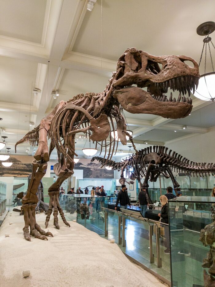 Large dinosaur skeleton displayed in museum with visitors nearby, illustrating terrifying statistics that might make it hard to sleep tonight.