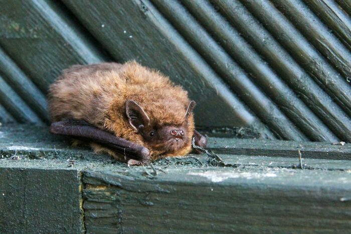 A small brown bat resting on a wooden surface, illustrating one of the bizarre normal things people did with their families.