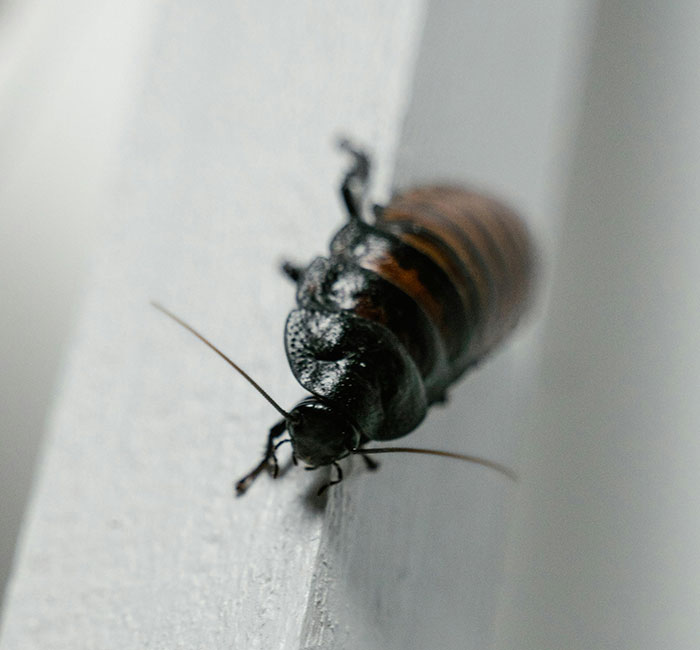 A close-up of a large Madagascar hissing cockroach, with a striped brown body and dark head, on a white surface, not for the weak.