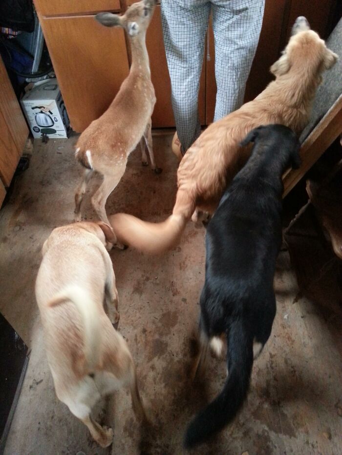 A fawn and three dogs with a person, captured from above, in a kitchen. They live on a farm.