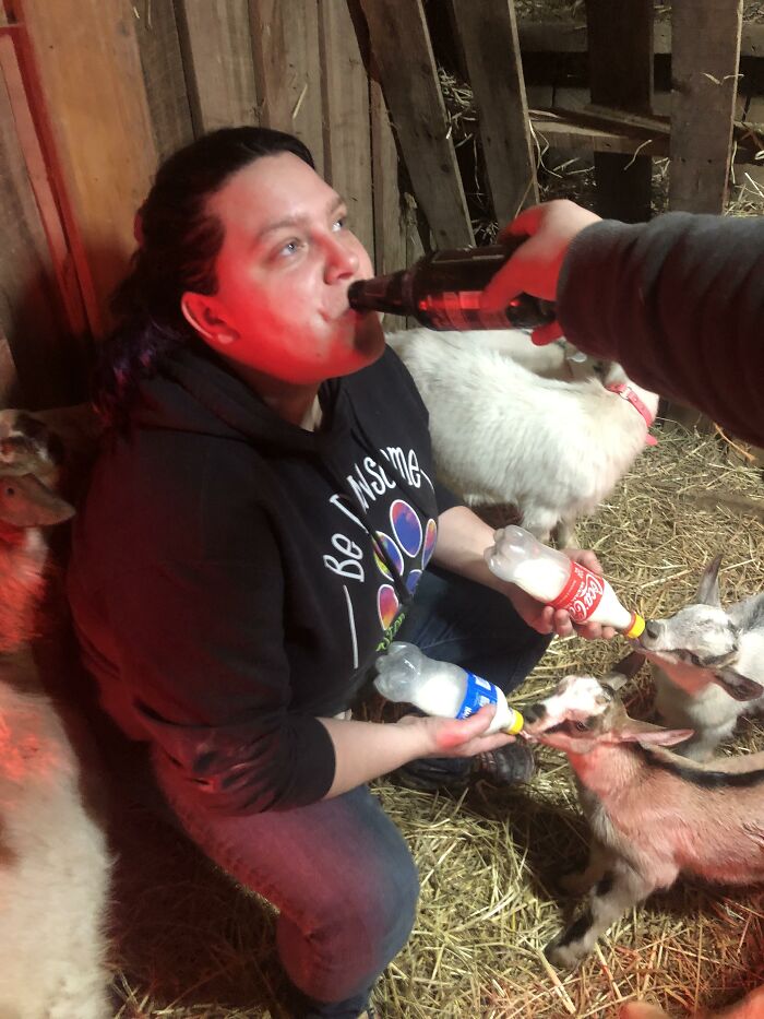 A person in a barn, wearing a black hoodie and jeans, drinking from a bottle while simultaneously bottle-feeding two baby goats. This scene highlights farm life.