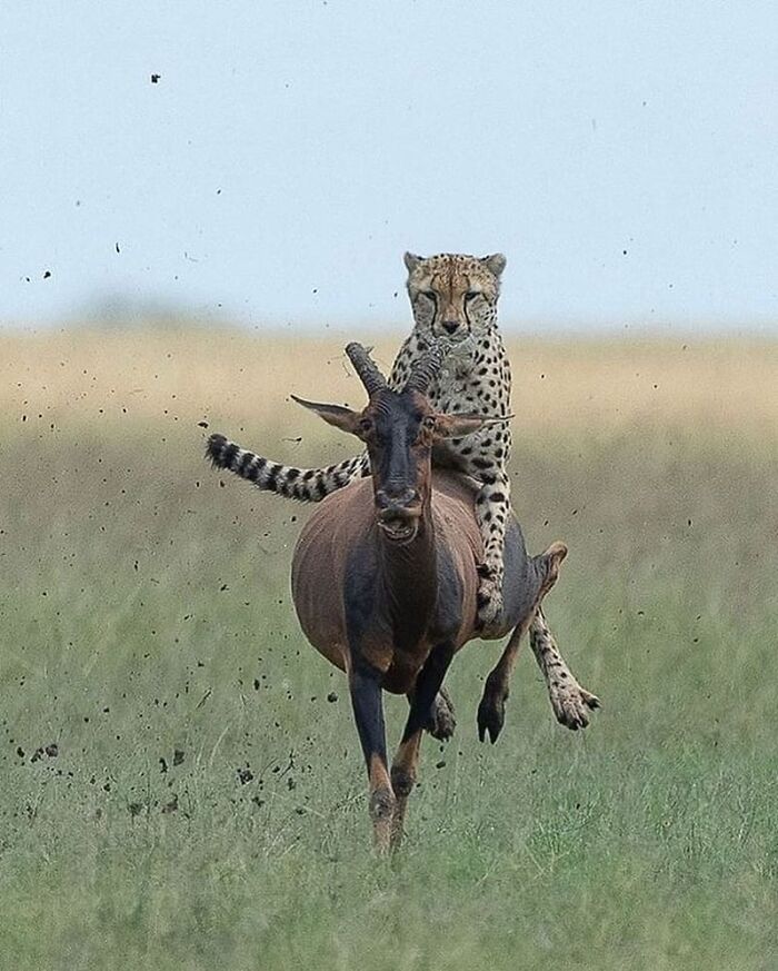 35 Brilliantly Timed Shots From The Decisive Moments Magazine That Capture Life At Exactly The Right Second