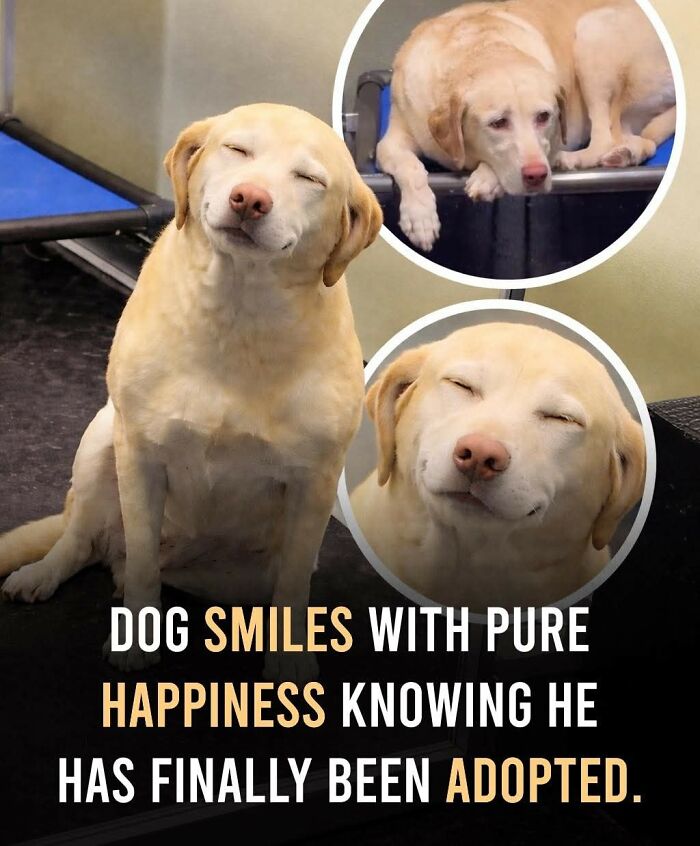 This Facebook Page With Over Half A Million Followers Is Sharing Some Of The Most Heartwarming Animal Stories Online (25 Pics)