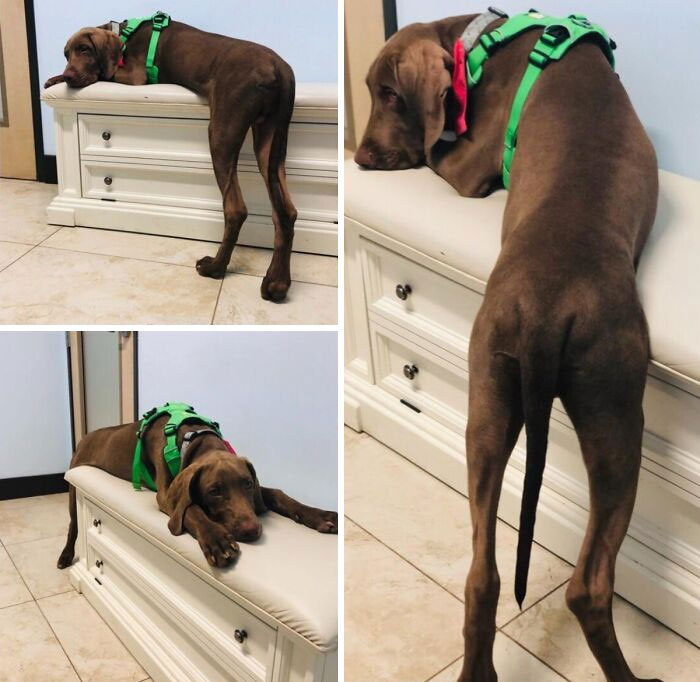 Dramatic pet dog lying half on a white bench with a green harness, showcasing hilarious Hollywood-worthy pet expressions.
