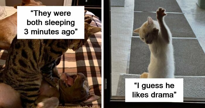 61 Hilariously Dramatic Pets Who Belong In Hollywood