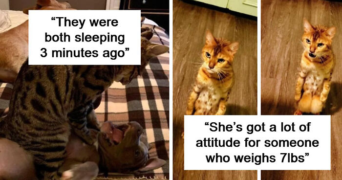 61 Hilariously Dramatic Pets Who Belong In Hollywood