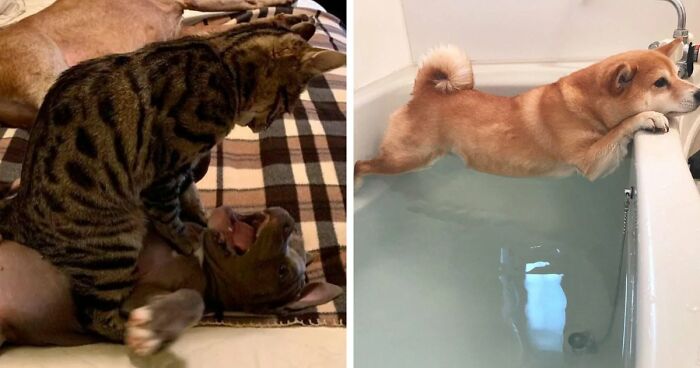 61 Hilariously Dramatic Pets Who Belong In Hollywood