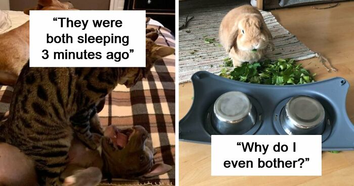 61 Hilariously Dramatic Pets Who Belong In Hollywood