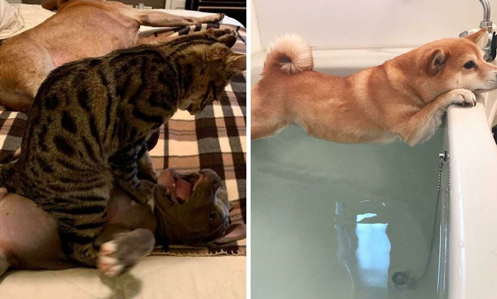 61 Hilariously Dramatic Pets Who Belong In Hollywood