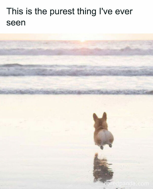 Wholesome-Cute-Memes