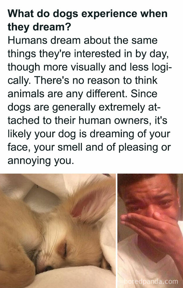 A wholesome post showing text about dog dreams, a sleeping puppy, and a man crying.