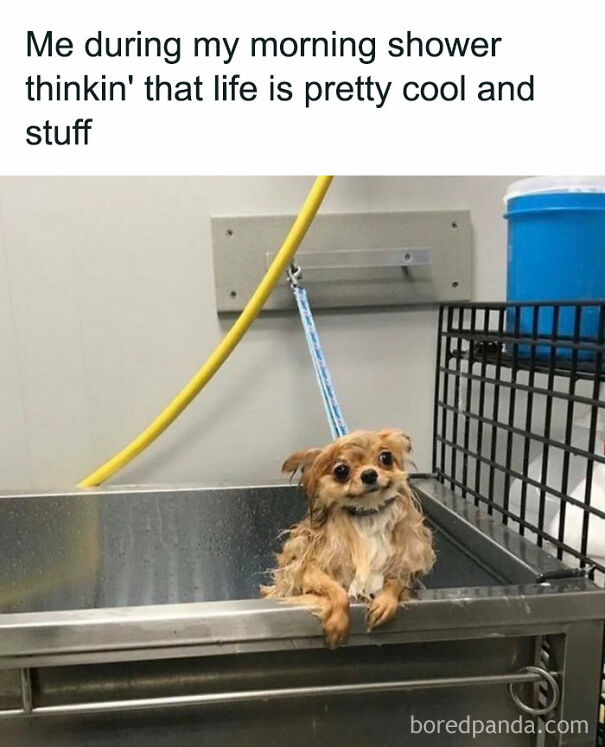 A wet, happy chihuahua in a stainless steel grooming tub, expressing a wholesome post and meme feeling.