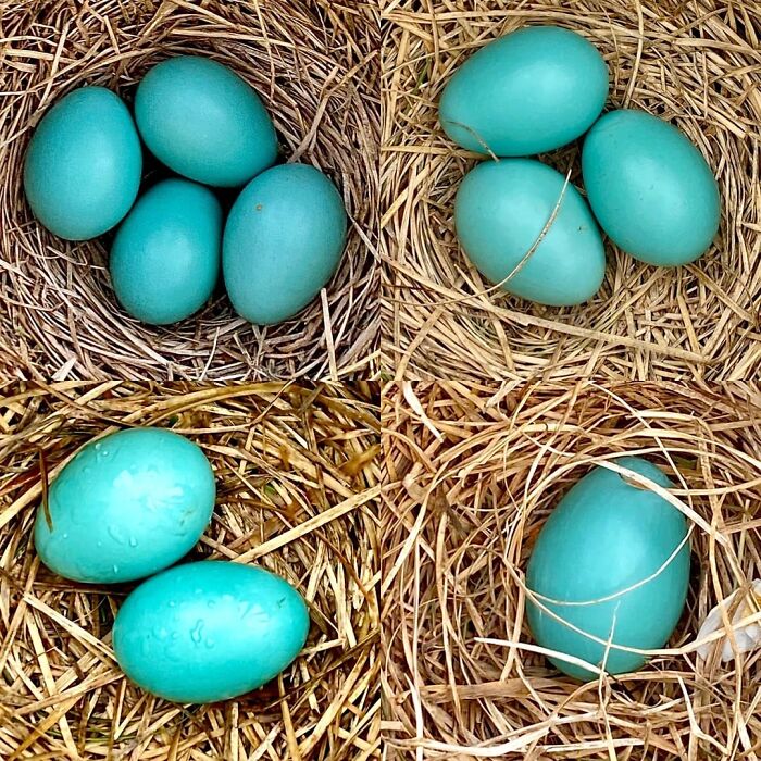 20 Creative Easter Egg Decorating Ideas That Go Way Beyond Basic Dye Kits