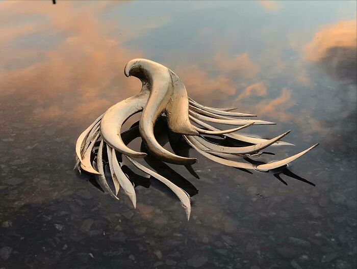 Fantastical Wood Creatures Tach Pollard