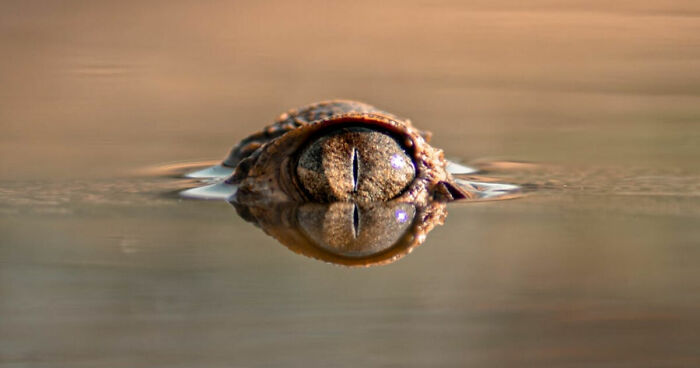 “How Good Are You With Details?”: 20 Animal Eyes That Will Completely Mess With Your Brain