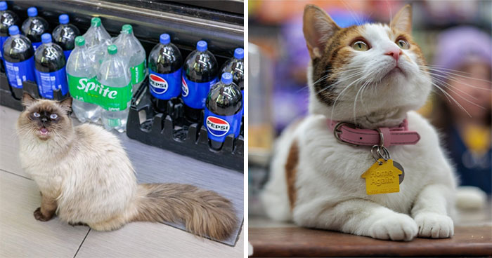 This Page Found 34 Bodega Cats That Show Why New York’s Corner Stores Wouldn’t Be The Same Without Them