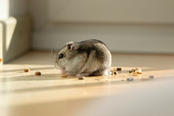 Small hamster eating on a sunlit floor, highlighting normal family pet activities now seen as bizarre.