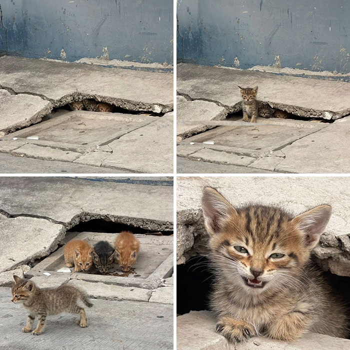 65 Hilarious Photos And Memes From This Page That Prove Life Is Better With Cats