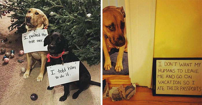 95 Times Pets Were Shamed For Their Hilariously ‘Horrible Crimes’