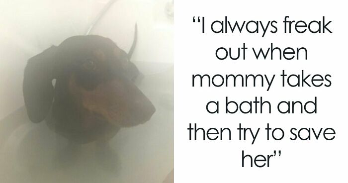 95 Times Pets Were Shamed For Their Hilariously ‘Horrible Crimes’